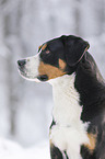 Greater Swiss Mountain Dog in the winter