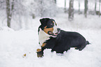 Greater Swiss Mountain Dog lying in snow