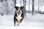 Greater Swiss Mountain Dog runs through the snow
