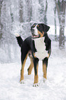 Greater Swiss Mountain Dog standing in snow