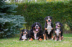 Swiss Mountain Dogs