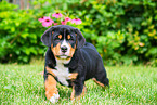 Great Swiss Mountain Dog Puppy