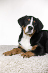 lying Great Swiss Mountain Dog