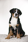 sitting Great Swiss Mountain Dog