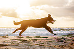 Great Swiss Mountain Dog at the baltic sea