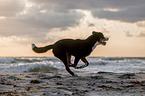 Great Swiss Mountain Dog at the baltic sea