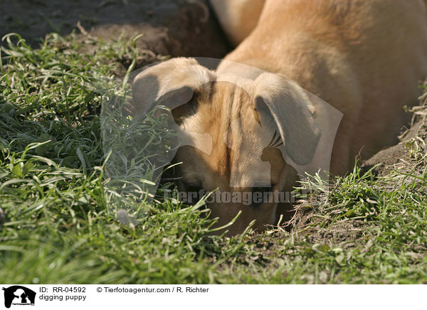buddelnder Greyhound Welpe / digging puppy / RR-04592