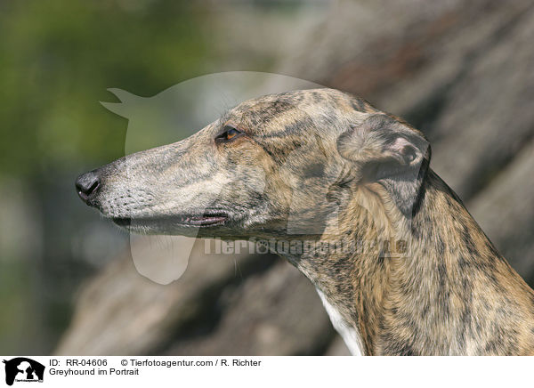 Greyhound im Portrait / Greyhound im Portrait / RR-04606