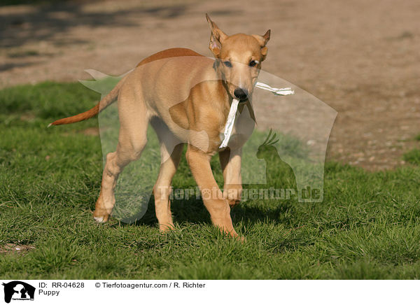 Greyhound Welpe / Puppy / RR-04628