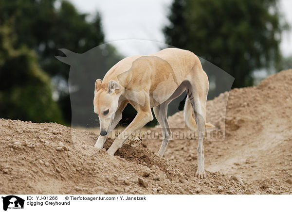 buddelnder Greyhound / digging Greyhound / YJ-01266