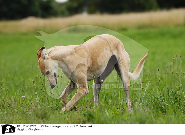 buddelnder Greyhound / digging Greyhound / YJ-01271