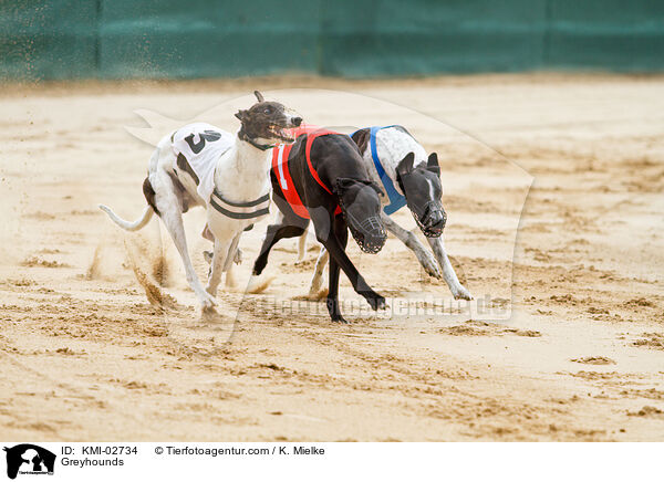 Greyhounds / KMI-02734