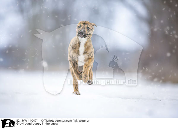 Greyhound Welpe im Schnee / Greyhound puppy in the snow / MW-14047