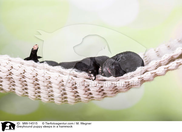 Greyhound Welpe schlft in Hngematte / Greyhound puppy sleeps in a hammock / MW-14515