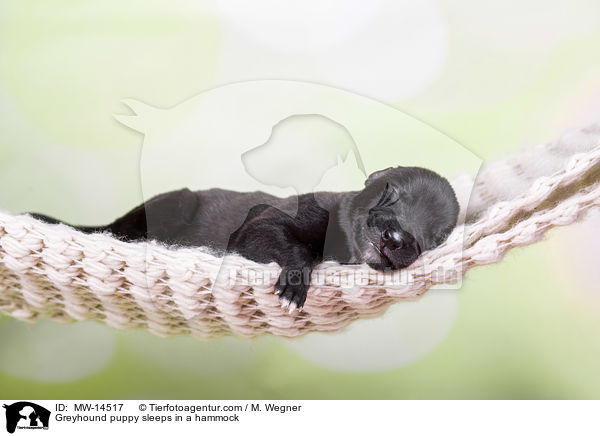 Greyhound Welpe schlft in Hngematte / Greyhound puppy sleeps in a hammock / MW-14517