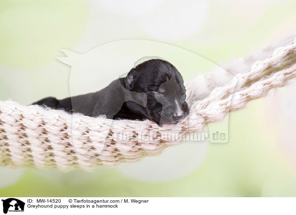 Greyhound Welpe schlft in Hngematte / Greyhound puppy sleeps in a hammock / MW-14520