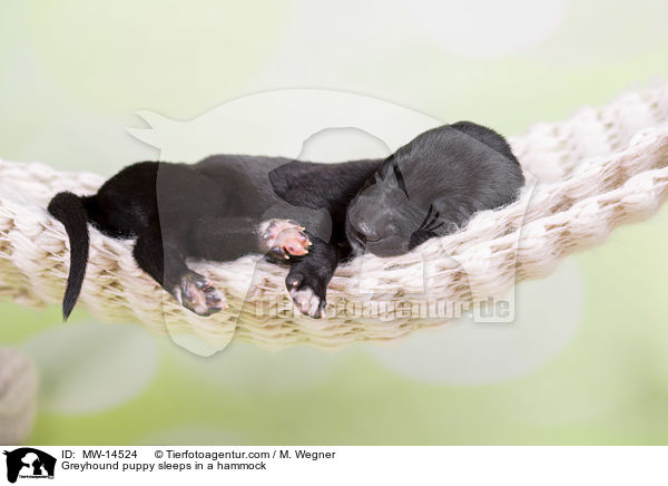 Greyhound Welpe schlft in Hngematte / Greyhound puppy sleeps in a hammock / MW-14524