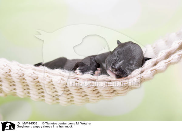 Greyhound Welpe schlft in Hngematte / Greyhound puppy sleeps in a hammock / MW-14532