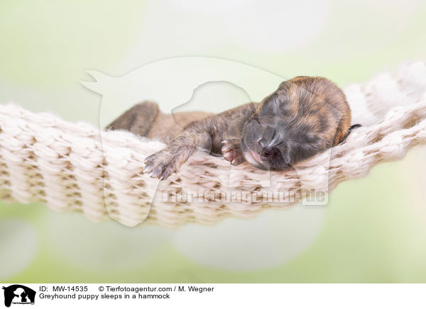 Greyhound Welpe schlft in Hngematte / Greyhound puppy sleeps in a hammock / MW-14535