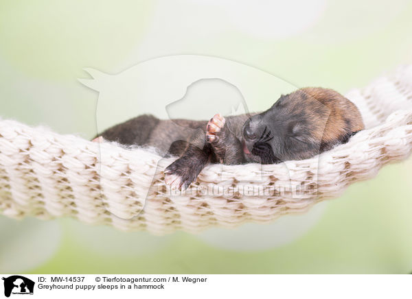 Greyhound Welpe schlft in Hngematte / Greyhound puppy sleeps in a hammock / MW-14537