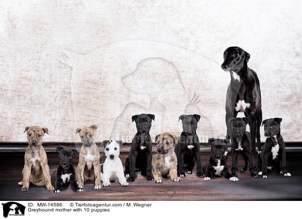 Greyhound Mutter mit 10 Welpen / Greyhound mother with 10 puppies / MW-14586