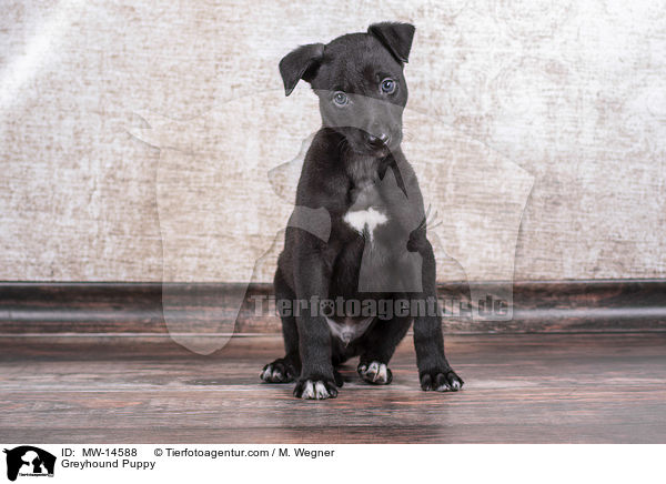 Greyhound Welpe / Greyhound Puppy / MW-14588