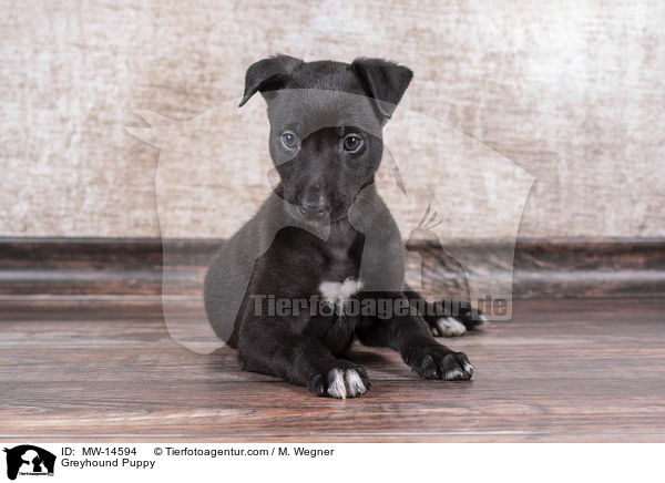 Greyhound Welpe / Greyhound Puppy / MW-14594