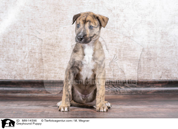 Greyhound Welpe / Greyhound Puppy / MW-14596