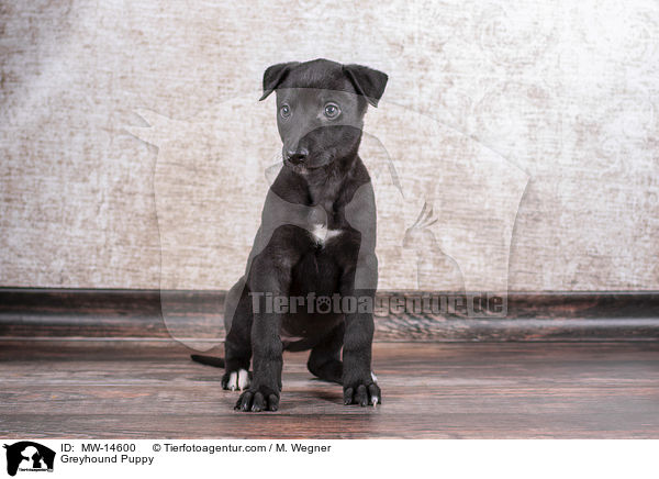 Greyhound Welpe / Greyhound Puppy / MW-14600