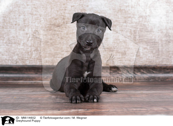 Greyhound Welpe / Greyhound Puppy / MW-14602