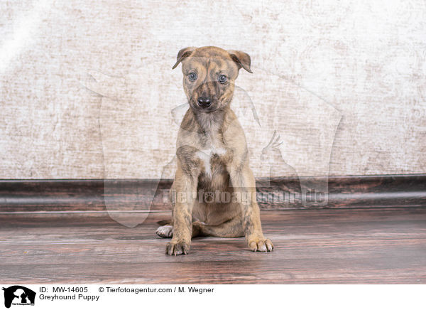 Greyhound Welpe / Greyhound Puppy / MW-14605