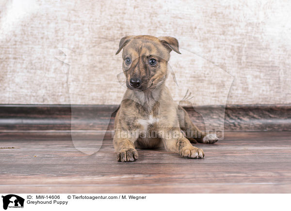 Greyhound Welpe / Greyhound Puppy / MW-14606