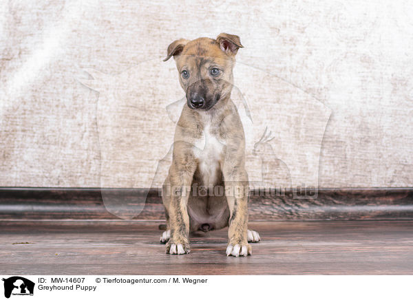 Greyhound Welpe / Greyhound Puppy / MW-14607