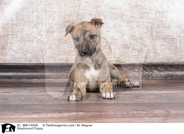 Greyhound Welpe / Greyhound Puppy / MW-14608