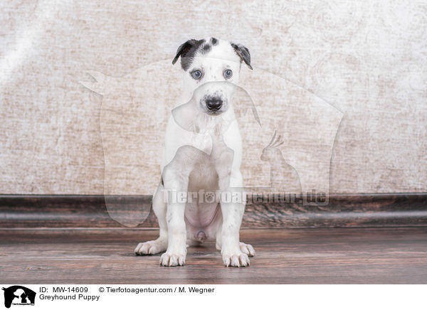 Greyhound Welpe / Greyhound Puppy / MW-14609