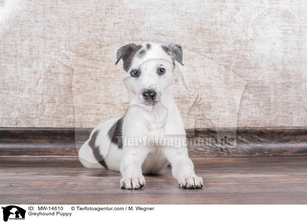 Greyhound Welpe / Greyhound Puppy / MW-14610