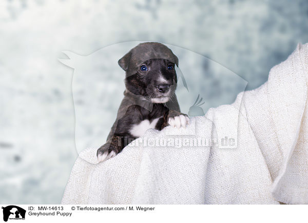 Greyhound Welpe / Greyhound Puppy / MW-14613