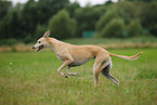 running Greyhound