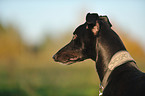 Greyhound Portrait