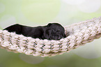 Greyhound puppy sleeps in a hammock