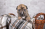 Greyhound puppy in basket