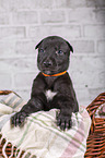 Greyhound puppy in basket