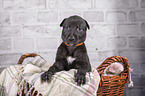 Greyhound puppy in basket