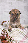 Greyhound puppy in basket