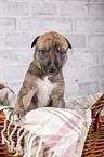 Greyhound puppy in basket