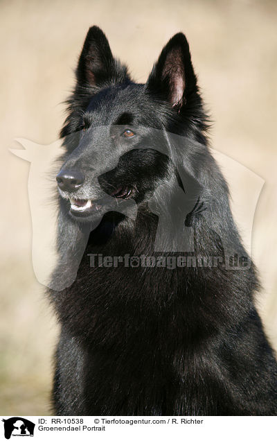 Groenendael Portrait / Groenendael Portrait / RR-10538