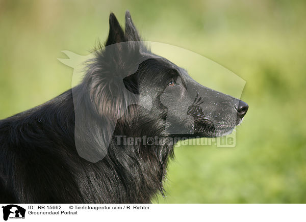 Groenendael Portrait / Groenendael Portrait / RR-15662