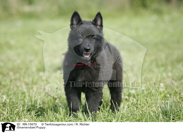 Groenendael Welpe / Groenendael Puppy / RR-15670