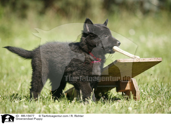 Groenendael Welpe / Groenendael Puppy / RR-15677