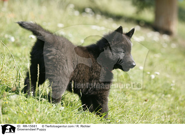 Groenendael Welpe / Groenendael Puppy / RR-15681